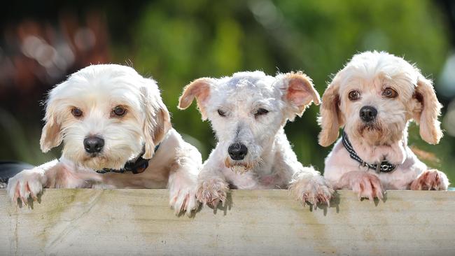 A new report by Domestic Violence NSW highlights how animals suffer in abusive relationships and how abusing pets is often another means of mistreating partners. Picture: File image / Alex Coppel