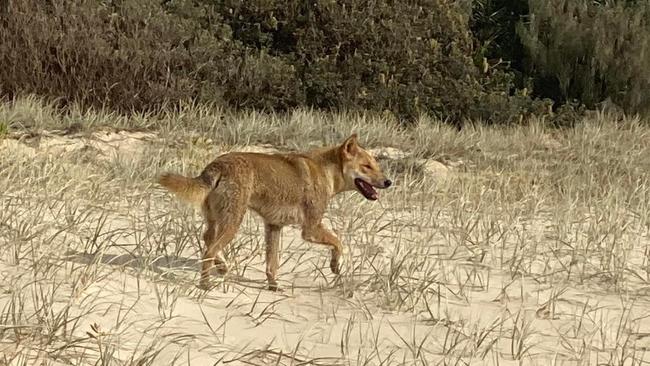 A dingo (wongari) on K’gari formerly known as Fraser Island. Picture: Supplied.