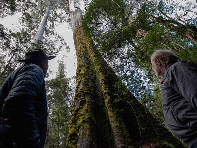 Robert Heazlewood16:14 (31 minutes ago)to meRobert Clifford and Charles Wooley admiring one of the giants in the Tall Tree Reserve in the Styx Valley.