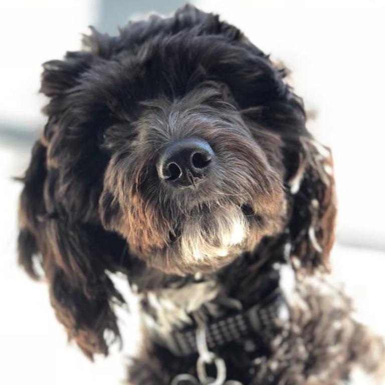 Bob showing us that butter wouldn’t melt in his mouth. Such a sweety. Picture: Brandon Glowacki