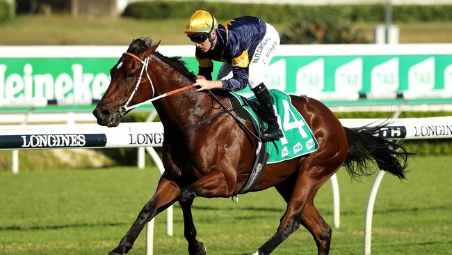 Masked Crusader is ready to provide his owners with a win in the TAB Everest. Picture: Getty Images