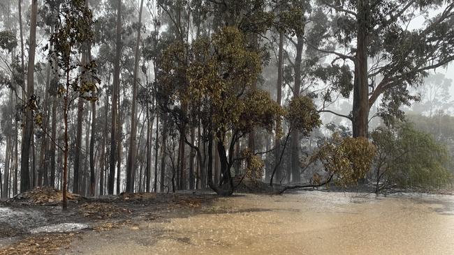 Rain has dampened some of the forest hit by fire yesterday.