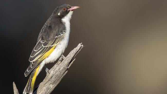 Eggs belonging to the painted honeyeater, a vulnerable species, were found in Anthony Somerville’s possession. Picture: Matt Wright/ Department of Planning, Industry and Environment