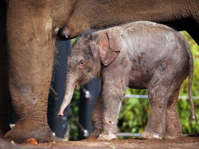 The new boy is the fourth elephant born in Sydney in just over a decade.