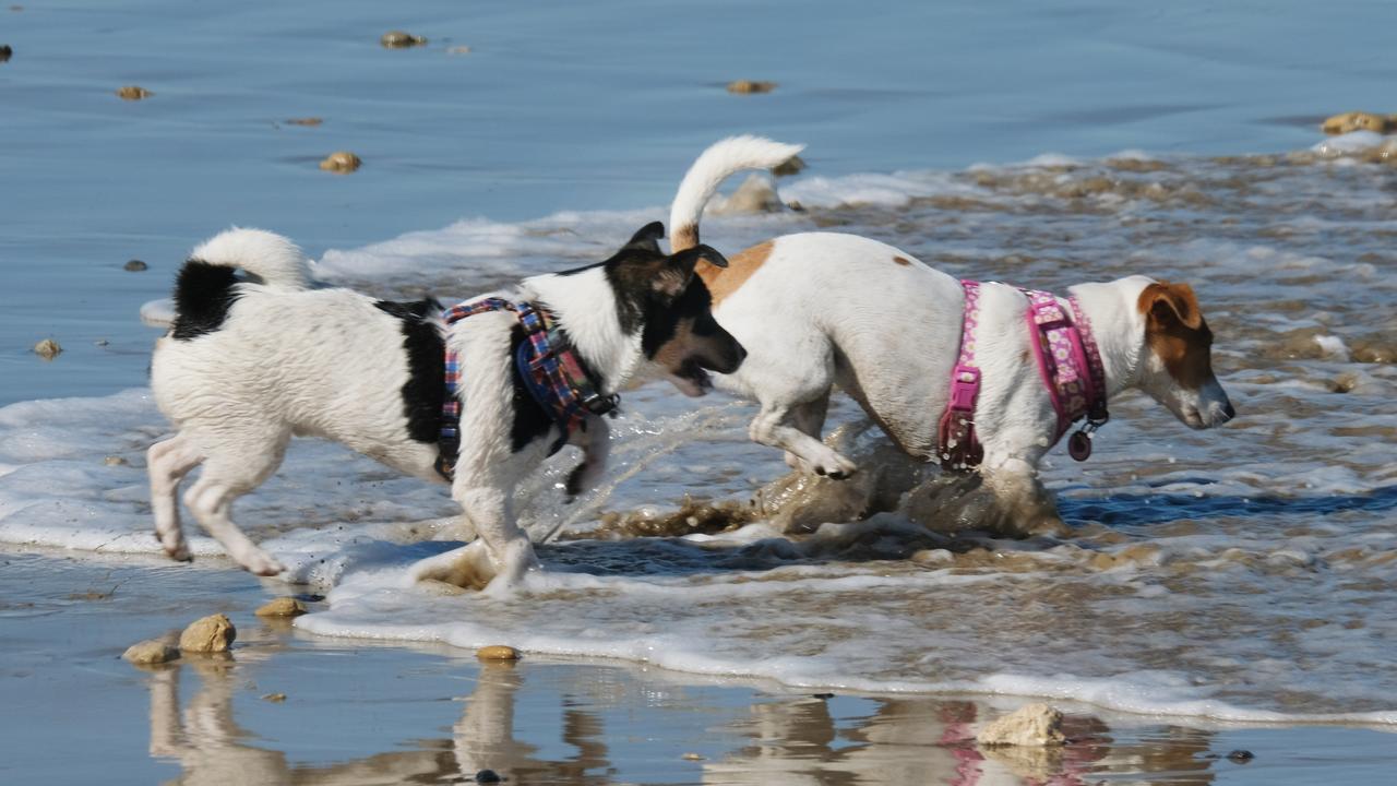 Queenscliffe council has extended its dogs on beaches laws. Picture: Mark Wilson