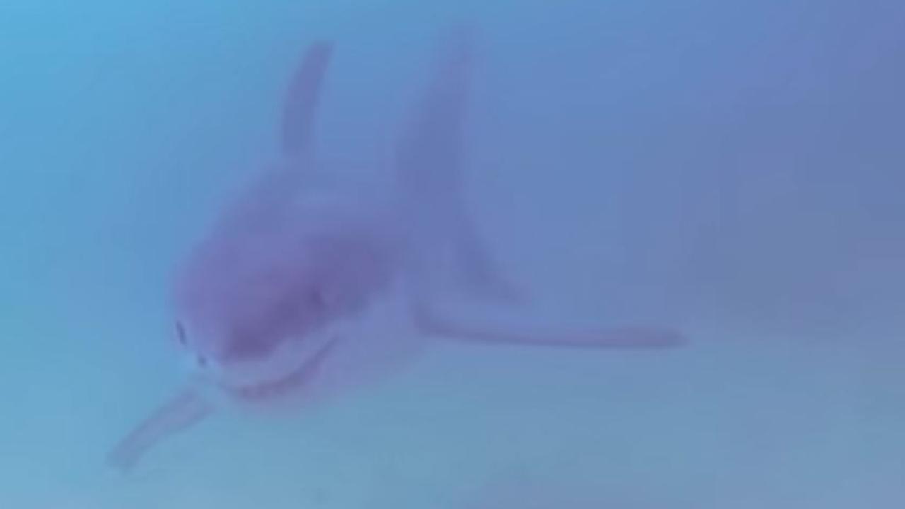 Juvenile great white shark cruising below kayak captured on GoPro