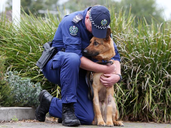 Injured police dog Ink being released from the Animal Hospital in Magill with Senior Constable First Class Tony Potter. Picture: Simon Cross