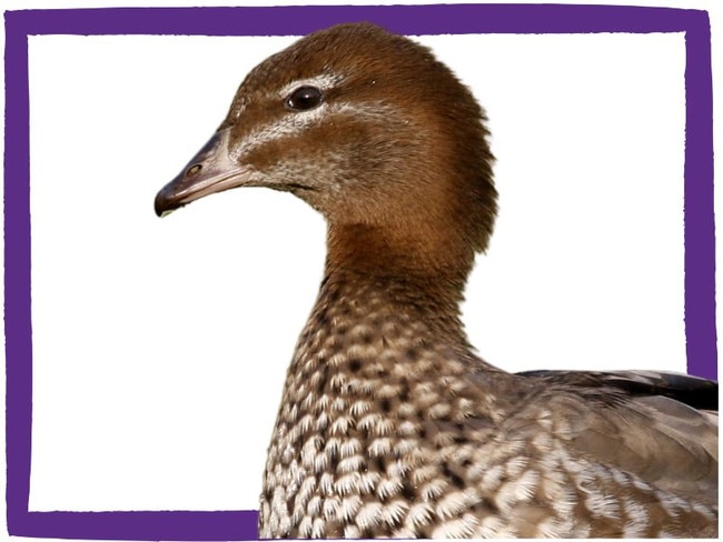 Danielle Duck.