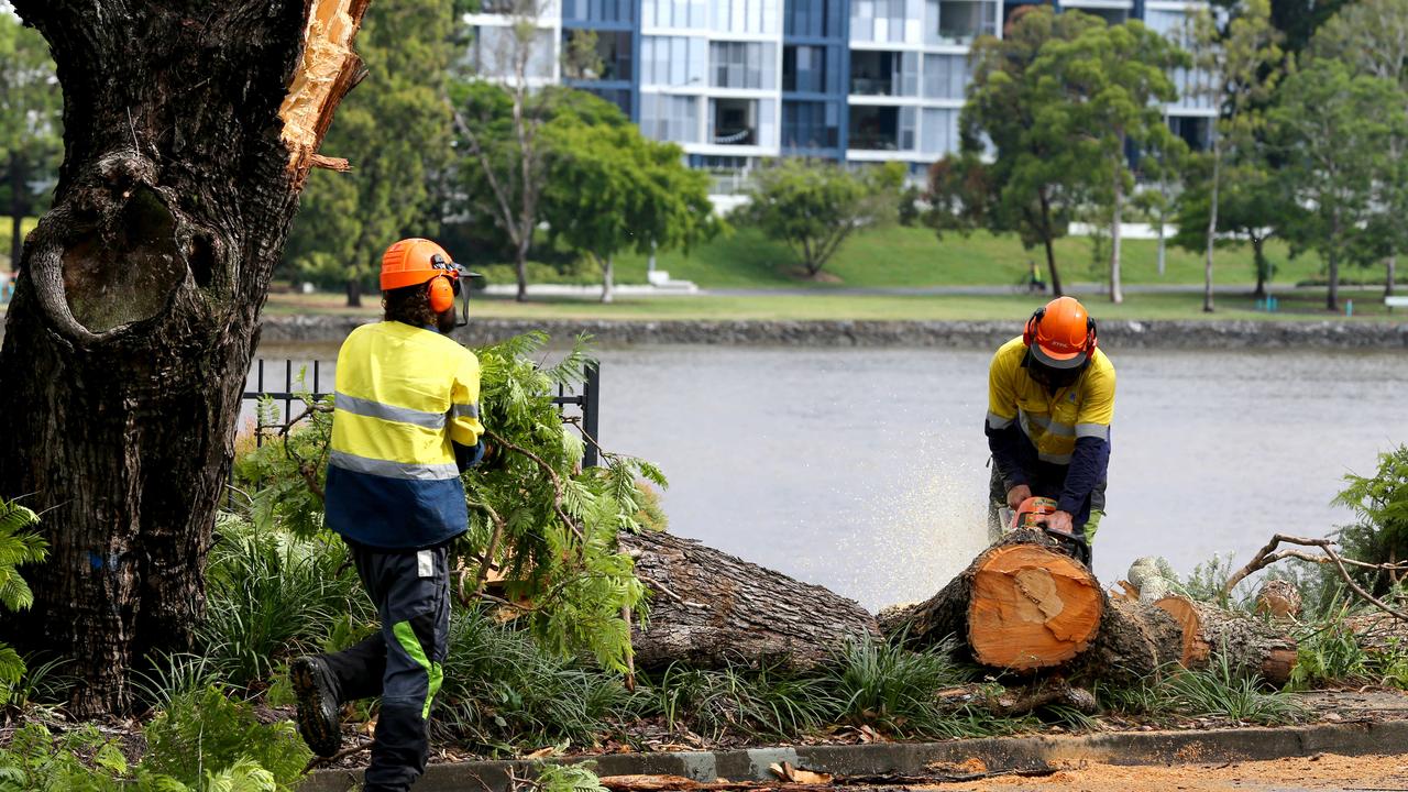 Workers remove the tree after the accident. Picture: David Clark