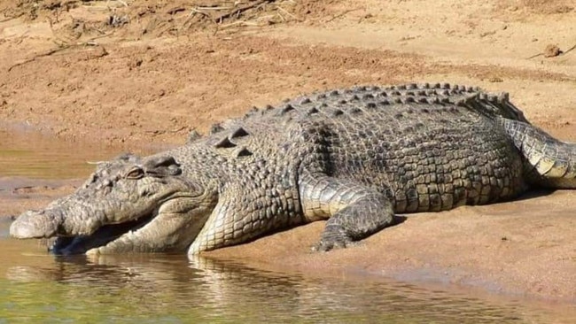 The toothless crocodile of Babinda in healthier days.