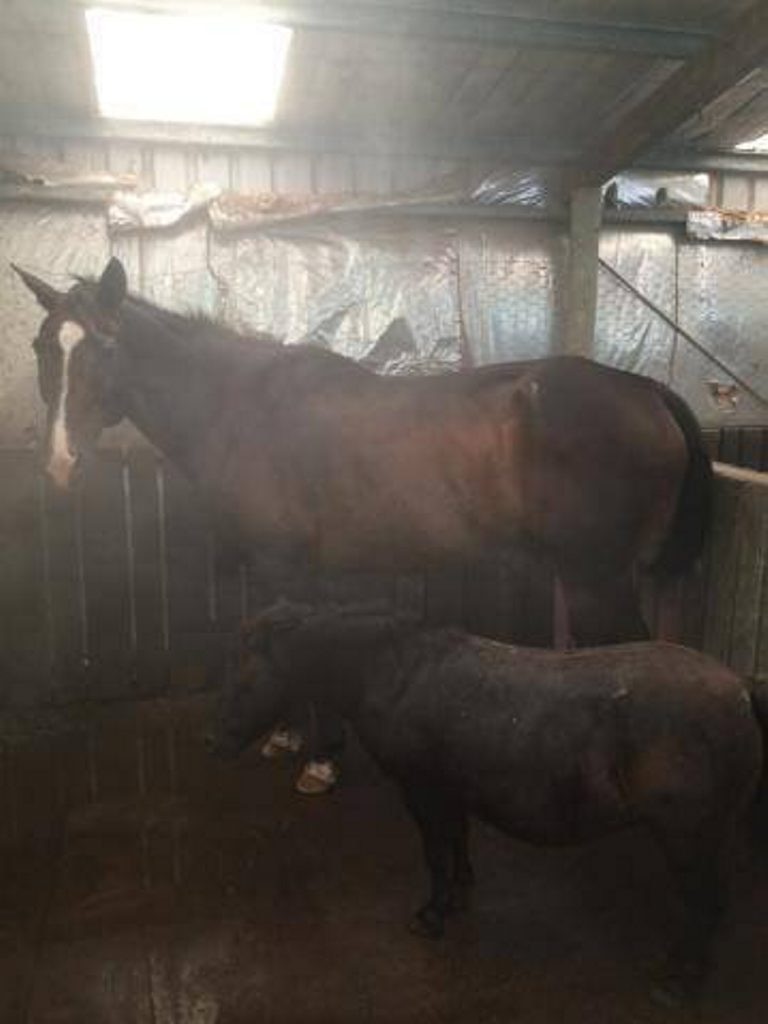 Melissa Jones. I spent that on just one horse! He has a sweat problem or lack thereof! In summer he stands in his stable with air con on all day! This is him, Walter Wexford, or Wally! Photo Contributed. Picture: Contributed