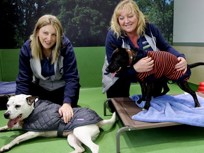 The RSPCA’s Carmen Stephens and manager Julie Wood with two pets. Picture: Peter Kelly