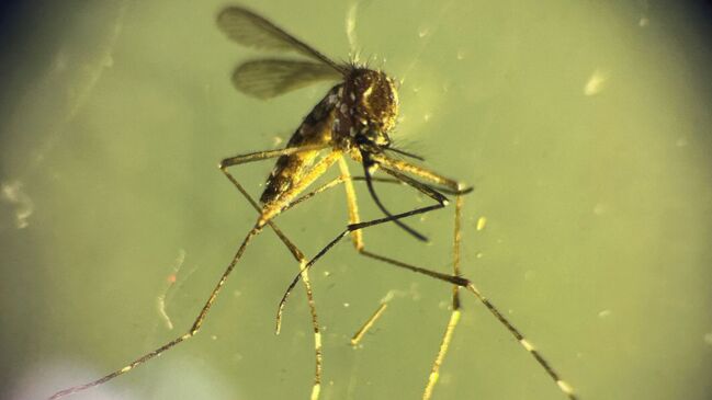 Dengue fever alert in Central America: Honduras and El Salvador declare emergencies