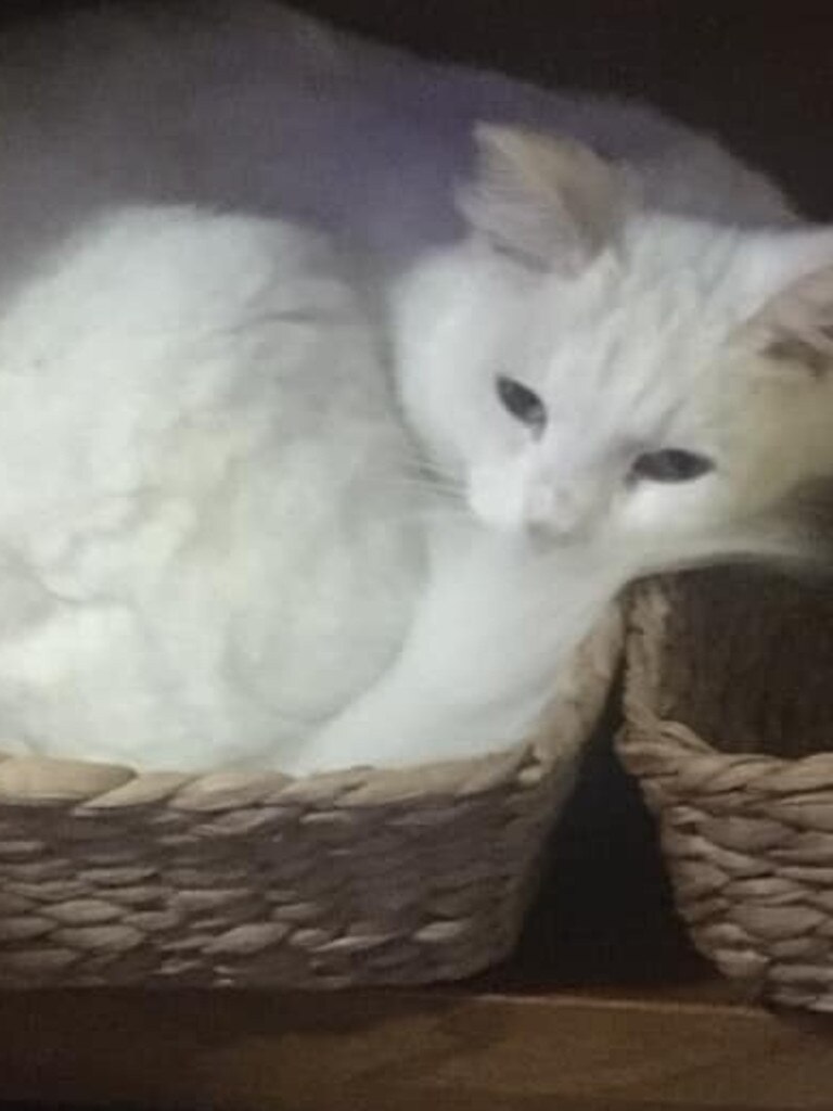 My cat is such a basket case. Picture: Stephanie Wigan.