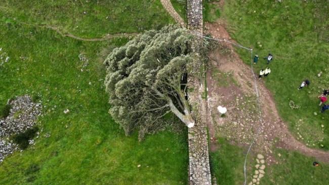 The Sycamore Gap tree on Hadrian’s Wall lies on the ground. Picture: Jeff J Mitchell/Getty Images