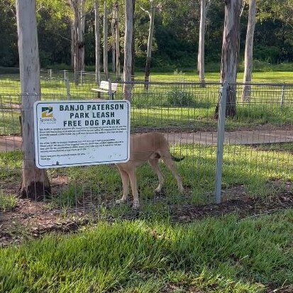 The dog was found trapped in the park overnight Picture: Patricia Colmenares