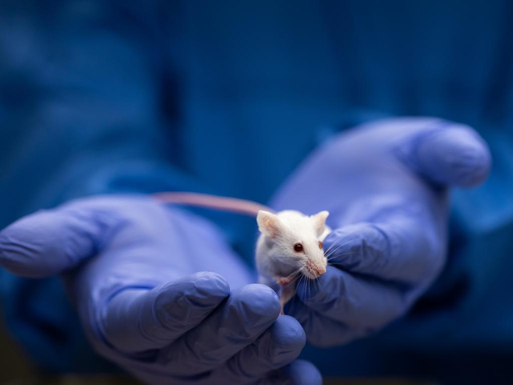 KIDS NEWS: Scientist holding a lab mouse, generic. Picture: iStock