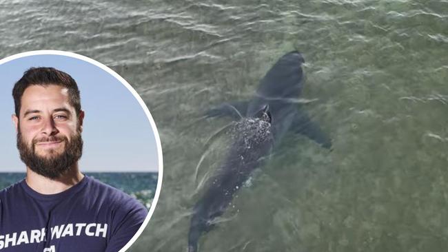Monster shark spotted ‘frolicking’ in shallows as drone plan takes off
