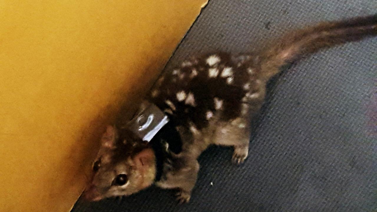 Northern Quoll: All sex, no sleep may be killing endangered animal | The  Courier Mail