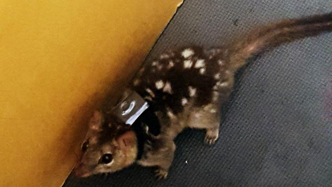 An endangered male northern quoll with backpack tracker used in a study which found the species is giving up sleep in favour of having more sex – which could be killing them. Picture: University of the Sunshine Coast.