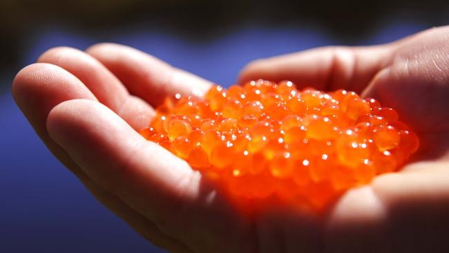 Fresh caviar from the Yarra Valley salmon farm.