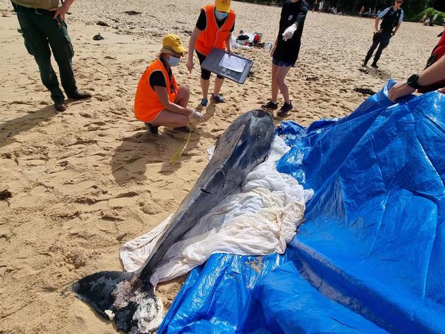 The dolphin attacked by a shark on Shelly Beach. Picture: Surf Life Saving NSW