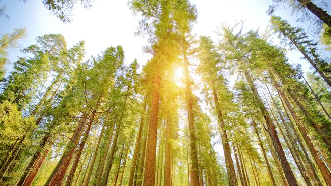 Spending time with trees could reap rewards when it comes to wellbeing. (Pic: iStock)