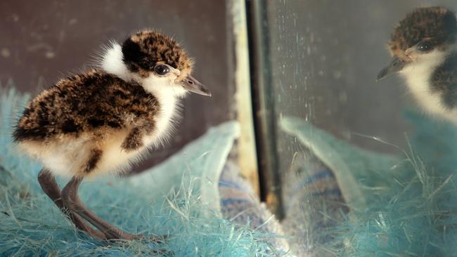 One of the baby plovers in WIRES volunteer Inga Tiere’s care. Picture: Craig Wilson