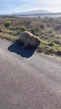 Neil the Seal on the run from police