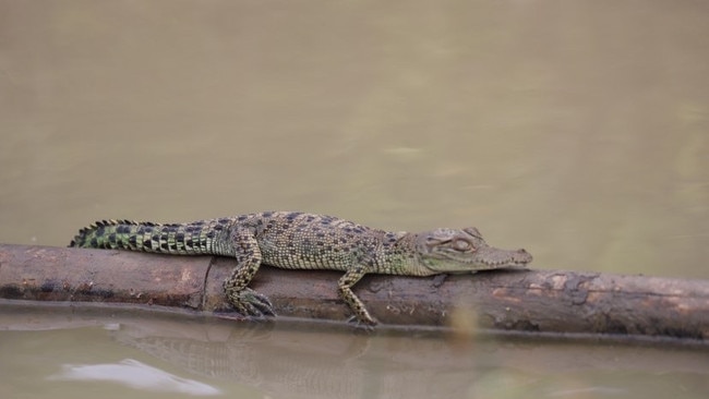 "Getting a free ride downstream." Picture: Glenda Hindle.