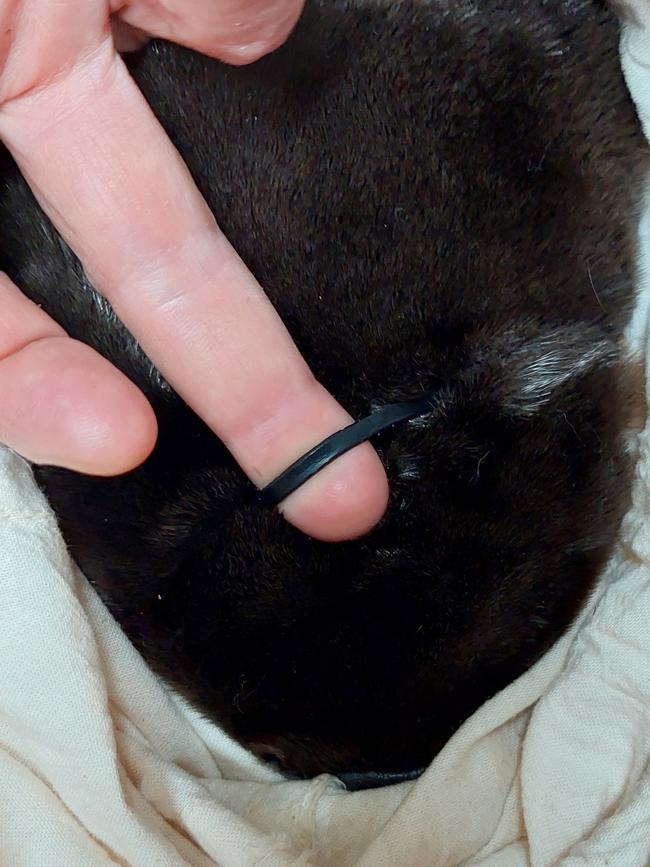 This platypus found during last month's survey at Werribee River had a plastic ring caught around its neck. Picture: Australian Platypus Conservancy
