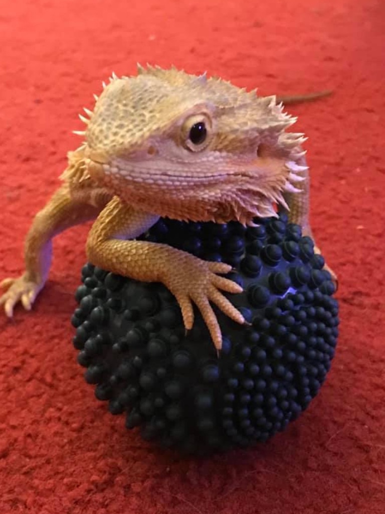 This is BT (Bar Tender) because his tank sits on the bar. He’s a very interesting character. Picture: Rachel O’Loughlin, Morphett Vale