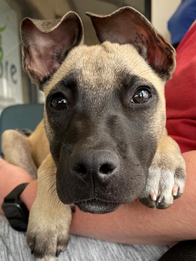 Ares the staffie cross sent in by Evelyne Smith, Christie Downs.