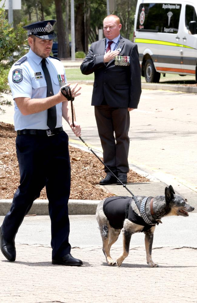 The dog of Constable Rachel McCrow, blue heeler Archie, walking the guard of honour after her memorial. – Photo Steve Pohlner