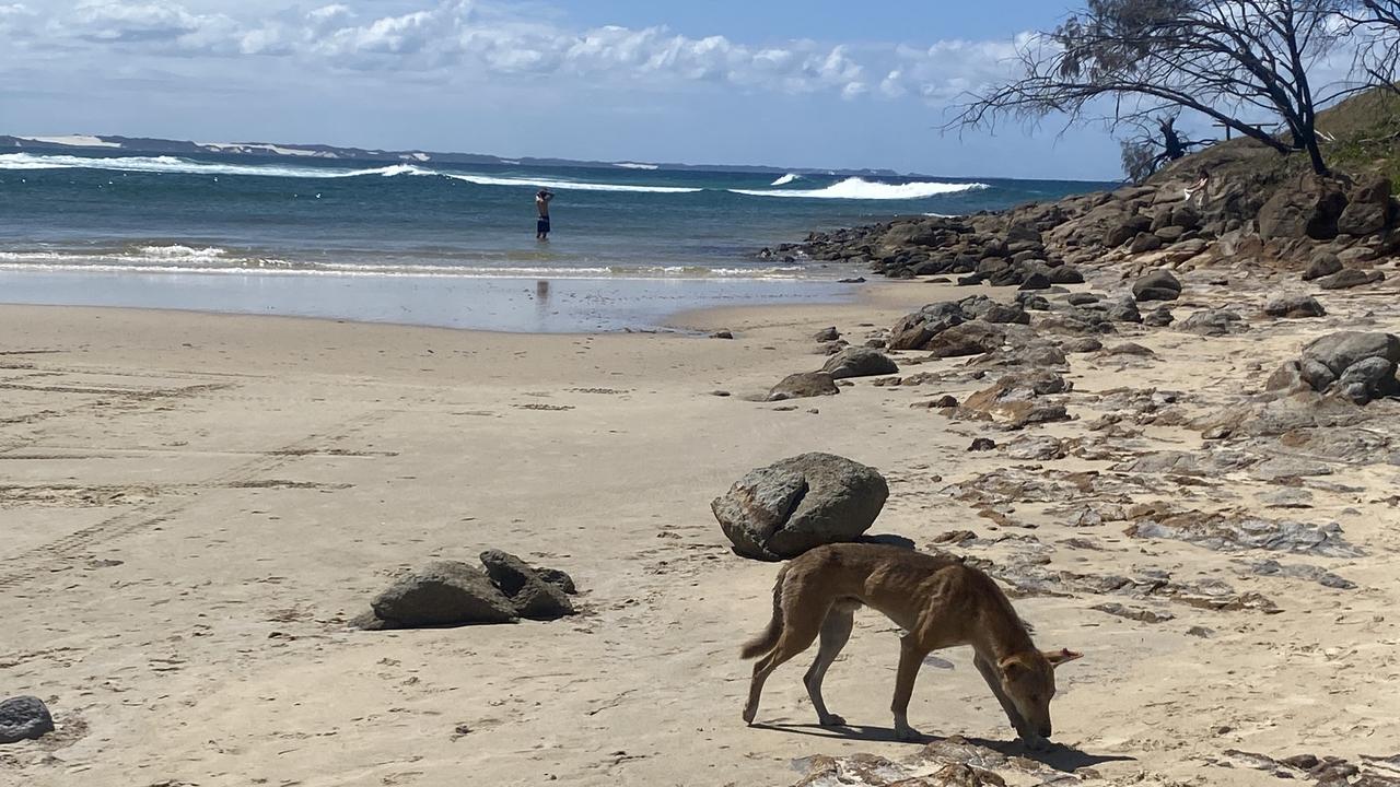 A dingo (wongari) at Waddy Point on Fraser Island.