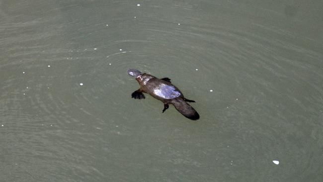 Platypus at Broken River, Eungella in July 2020. Picture: Rae Wilson