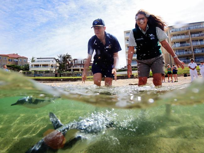 Taronga Zoo Wildlife Hospital manager Libby Hall, right, and Commander Paul Gall from HMAS Penguin, release two Little Penguins from the Manly colony back into the sea at Fairlight Beach. They were being cared for at the hospital after being found at Dee Why Point and Forty Baskets Beach. Picture: Toby Zerna