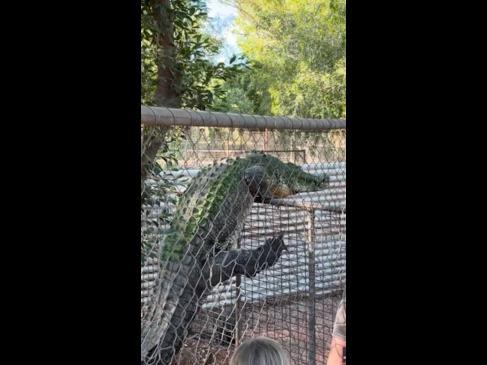 Big croc (almost) climbs over fence 