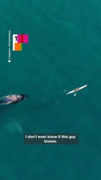 Whale stalks kayaker on Bondi Beach