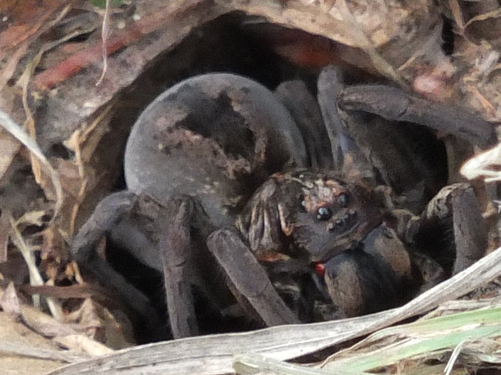 A large wolf spider. Picture: Supplied.