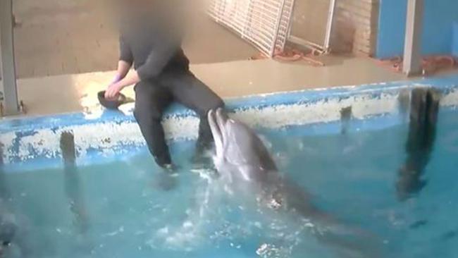 Dolphin Sex Porn - Sex act on dolphin: Shocking video from Dolphinarium in Netherlands |  news.com.au â€” Australia's leading news site