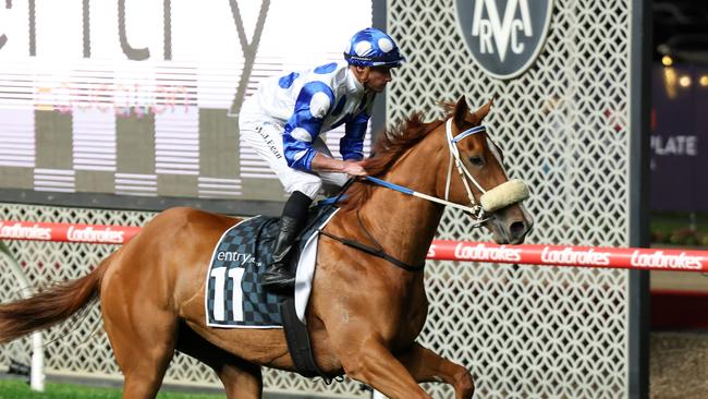 Autumn Angel on the way to the barriers at The Valley. Picture: George Sal/Racing Photos via Getty Images