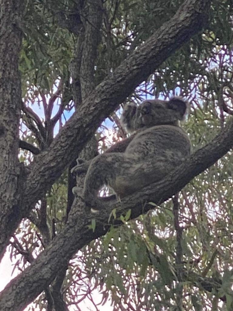 A koala spotted on Sophie Oliver's property in Meringandan. She says the area is native habitat for koalas.