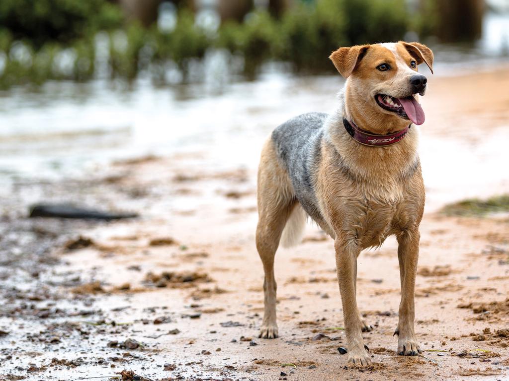 Australian Working Dog Rescue calendar Daily Telegraph