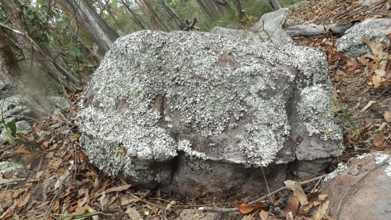 Kabi Ancestor (head) still remaining at Djaki Kundu.