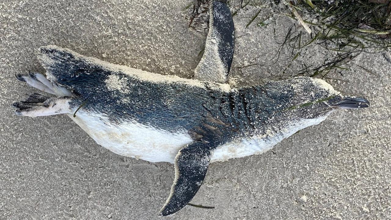 Now a penguin too – SA’s mass marine deaths takes sad twist