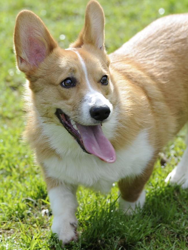 A corgi ... we can’t see any resemblance.