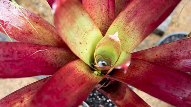 COPYRIGHT WARNING: FOR MORETON LIFE USE ONLYRussell Young from Burpenary's Garden Gems shares his top tips for drought-proofing your garden. Photo: Dominika Lis