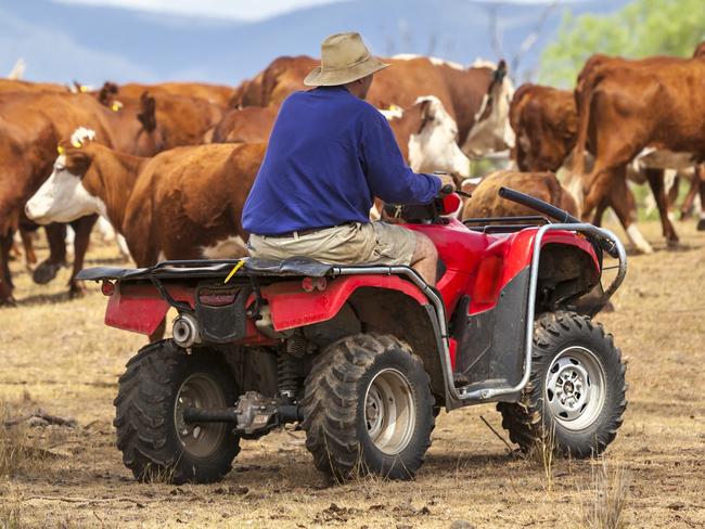 Australian farmer on farm quad bike with cattle in drought-affected landscape.