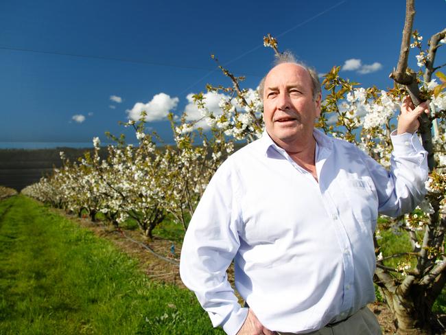 Tim Reid Managing Director of Reid Fruits in a Cherry orchard at Plenty in the Derwent Valley in southern Tasmania. For a story on the governments backdown on the "backpacker tax". 27/09/2016 picture by Peter Mathew